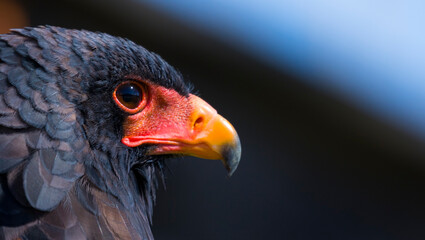 Bateleur (Terathopius ecaudatus)