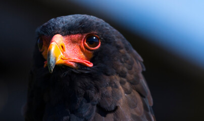 Bateleur (Terathopius ecaudatus)
