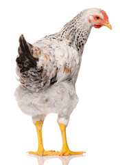 back side of one white chicken isolated on white background, studio shoot