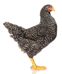 one black chicken isolated on white background, studio shoot