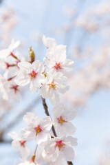 The cherry blossoms planted next to my workplace have begun to bloom.
