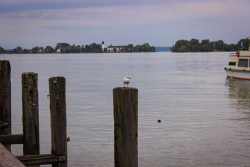 The gull on a wooden pole protruding from the water. Wooden pier in background