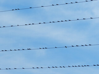 Birds lined up in a perfect row like little music notes of joy on a line