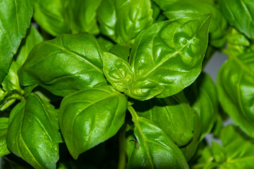 Close up of green and fresh basil leaves.