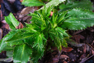 Culantro vegetable, Parsley, Celery