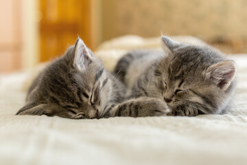 Two tabby kittens sleeping together. Pretty Baby cats Kids animal cat and cozy home concept. Home...