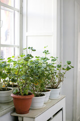 Home plants in pots stand on a white windowsill by the window. Geranium
