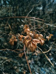 autumn leaves on the ground