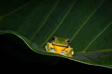 green frog on the tree