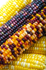ear of colored corn close up