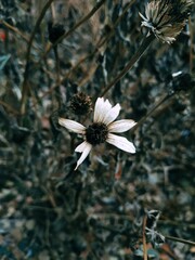 white flower in the wind