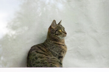 kitten outside the window on the windowsill and looks at the street