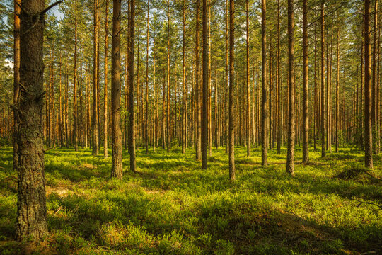 Beautiful and well-cared pine forest in Sweden, with sunlight shining through the canopy