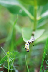 Monarch caterpillar crawling on a milkweed plant. Nature and wildlife in Ontario, Canada. 