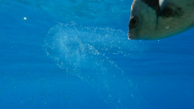 Colonial Pyrosoma Tunicates free-floating with school of fish on blue water in sunrays. Pyrosomes, colony hundreds to thousands individuals called zooids, cloned from one egg and bound together. 
 
