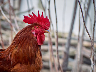 Rooster on a natural background.