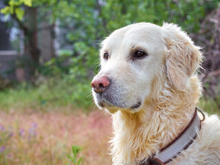 Beauty Golden retriever dog close-up.