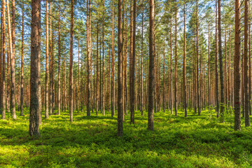 Fototapeta na wymiar Lush green and well cared pine forest in Sweden, with sunlight shining through the branches and blueberry sprigs covering the forest floor
