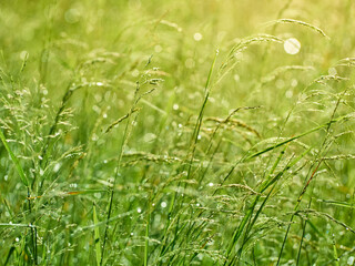 Drops of dew on the grass in defocus