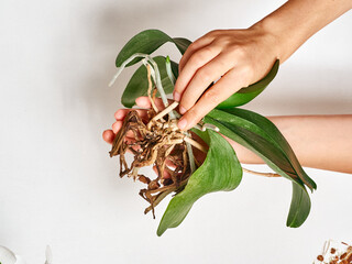 Woman transplanting orchid at home
