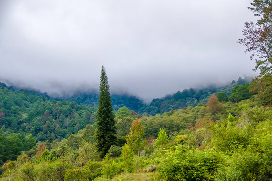 La tigra national park near valle de Angeles a lovely forest many trees and good weather