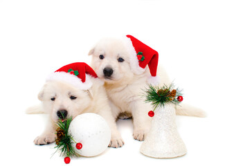 christmas puppies on isolated background