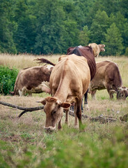 Cows on a green field.