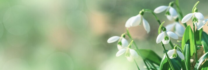 Galanthus nivalis or common snowdrop - blooming white flowers in early spring in the forest, closeup with space for text - obrazy, fototapety, plakaty