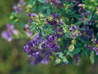 Flowers of alfalfa in the field. Medicago sativa.