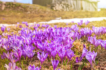 Spring background - glade of the fresh purple crocuses blossom in the Carpathians mountains on top of the mountain