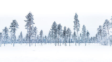 winter wonder land in Sweden - frosty tree line
