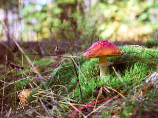 Fly agaric in the autumn forest.