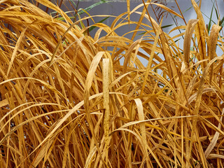 Gold wild grass background with dew.