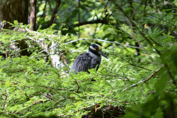 heron