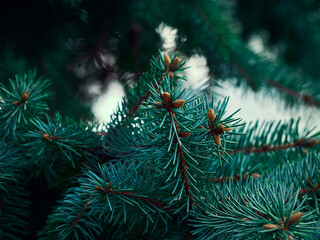 Fir tree brunch close up.