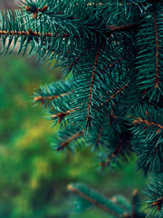 Fir tree brunch close up.