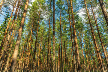 Fototapeta na wymiar Pine trees and canopies in a beautiful summer forest in Sweden