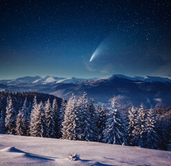 Bright comet above the winter spruces on a frosty night.