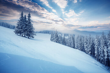 Fototapeta na wymiar Awesome winter landscape with snowy spruces on a frosty day.
