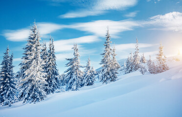 White winter spruces in snow on a frosty day. Christmas holiday concept.