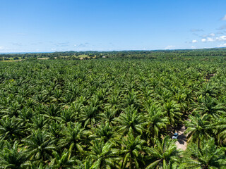 Fototapeta na wymiar Beautiful aerial view of the African Palm tree with a rustic road in the middle in Costa Rica
