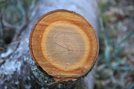 Schnittfläche Bilder Durchsuchen 5,191 Archivfotos,