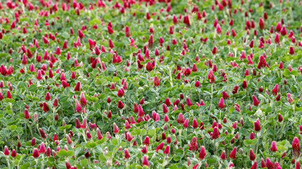 Springtime in a cloudy day in a red clover field