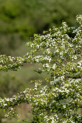 Flowers of Hawthorn bush (Crataegus monogyna)