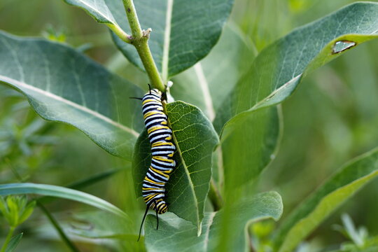 Monarch caterpillar crawling on a milkweed plant. Nature and wildlife in Ontario, Canada. 