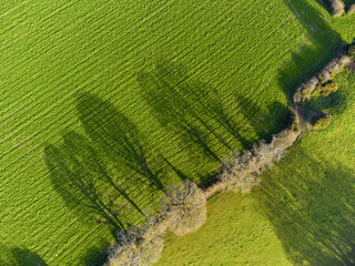 aerial shot of trees and long shadows from above drone image 