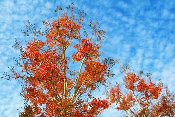 Sunny autumn day. Lagerstroemia ( Crepe Myrtle ) trees with bright red leaves