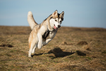 siberian husky dog running freely looking happy on a field in winter © Oszkár Dániel Gáti