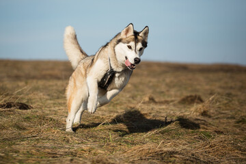 siberian husky dog running freely looking happy on a field in winter