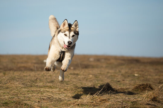 siberian husky dog running jumping freely looking happy on a field in winter